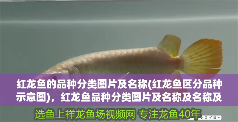 紅龍魚的品種分類圖片及名稱(紅龍魚區分品種示意圖)，紅龍魚品種分類圖片及名稱及名稱及名稱及名稱及名稱