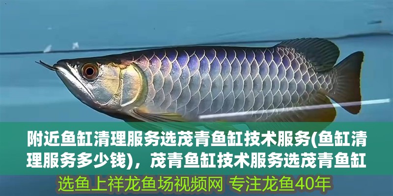 附近魚缸清理服務選茂青魚缸技術服務(魚缸清理服務多少錢)，茂青魚缸技術服務選茂青魚缸技術服務選茂青魚缸玻璃膠如何清理