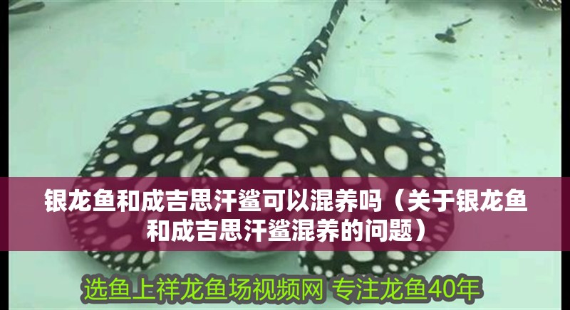 銀龍魚和成吉思汗鯊可以混養嗎（關于銀龍魚和成吉思汗鯊混養的問題）
