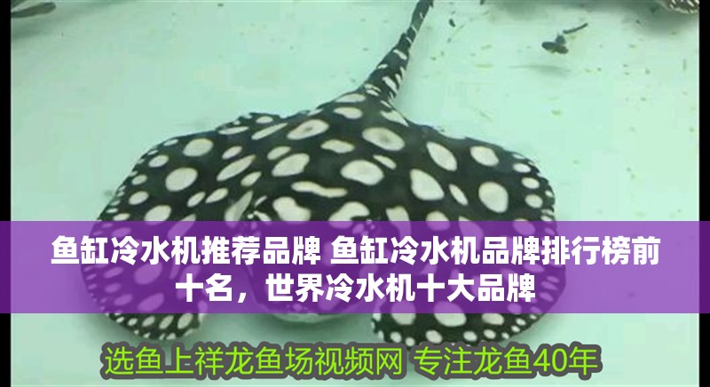 魚缸冷水機推薦品牌 魚缸冷水機品牌排行榜前十名，世界冷水機十大品牌