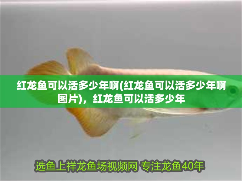 紅龍魚可以活多少年啊(紅龍魚可以活多少年啊圖片)，紅龍魚可以活多少年