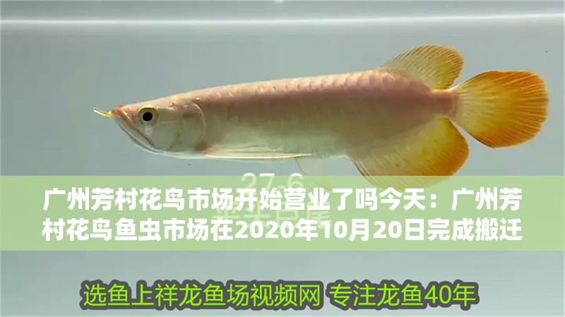 廣州芳村花鳥市場開始營業了嗎今天：廣州芳村花鳥魚蟲市場在2020年10月20日完成搬遷