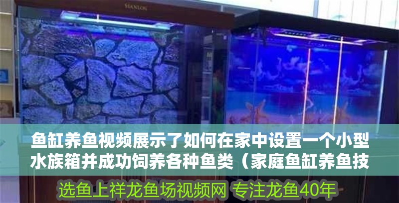 魚缸養魚視頻展示了如何在家中設置一個小型水族箱并成功飼養各種魚類（家庭魚缸養魚技巧）