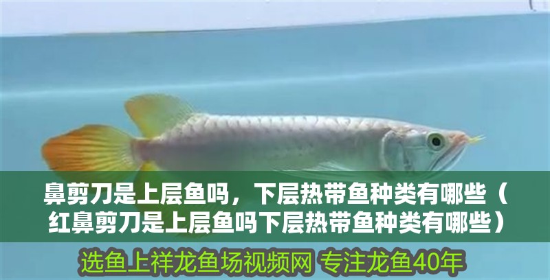 鼻剪刀是上層魚嗎，下層熱帶魚種類有哪些（紅鼻剪刀是上層魚嗎下層熱帶魚種類有哪些）