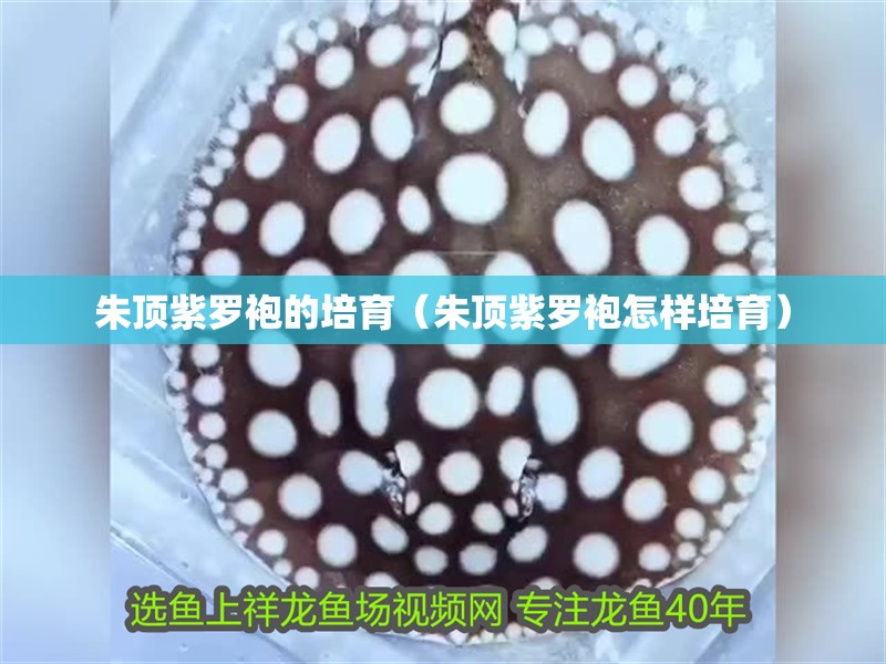 朱頂紫羅袍的培育（朱頂紫羅袍怎樣培育）