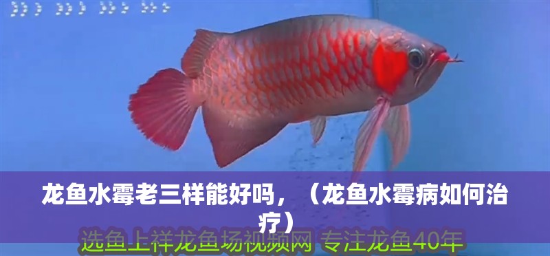 龍魚水霉老三樣能好嗎，（龍魚水霉病如何治療）