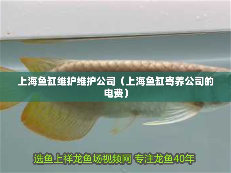 上海魚缸維護維護公司（上海魚缸寄養公司的電費）