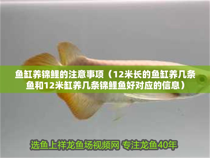 魚缸養錦鯉的注意事項（12米長的魚缸養幾條魚和12米缸養幾條錦鯉魚好對應的信息）