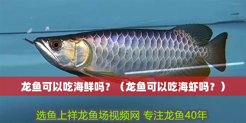 龍魚可以吃海鮮嗎？（龍魚可以吃海蝦嗎？）