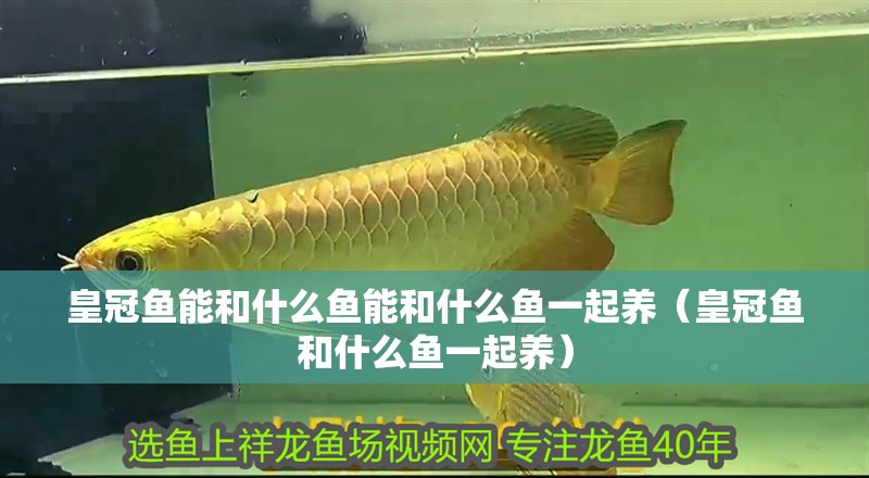 皇冠魚能和什么魚能和什么魚一起養（皇冠魚和什么魚一起養）