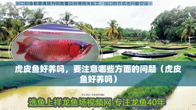 虎皮魚(yú)好養(yǎng)嗎，要注意哪些方面的問(wèn)題（虎皮魚(yú)好養(yǎng)嗎）