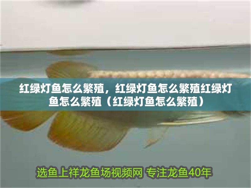 紅綠燈魚怎么繁殖，紅綠燈魚怎么繁殖紅綠燈魚怎么繁殖（紅綠燈魚怎么繁殖）