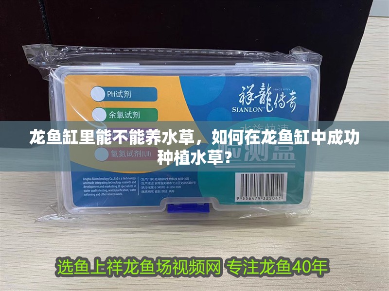 龍魚缸里能不能養(yǎng)水草，如何在龍魚缸中成功種植水草？
