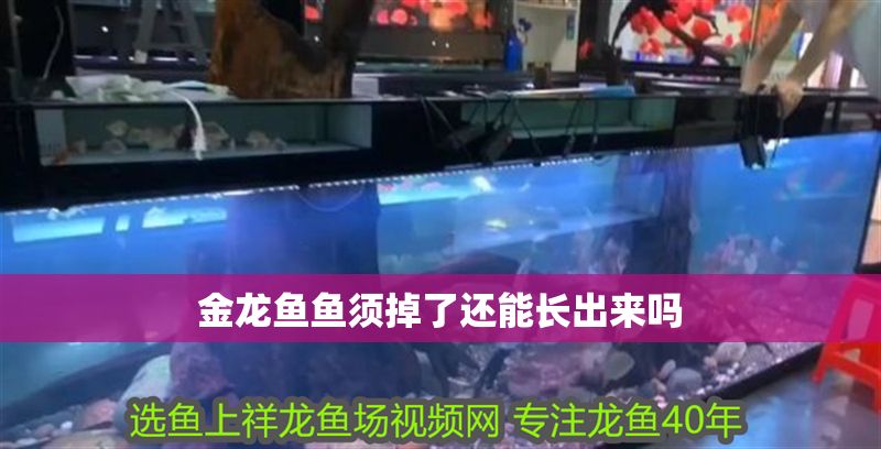 金龍魚魚須掉了還能長出來嗎