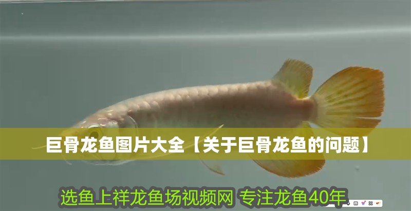 巨骨龍魚圖片大全【關于巨骨龍魚的問題】