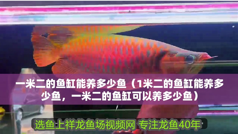一米二的魚缸能養(yǎng)多少魚（1米二的魚缸能養(yǎng)多少魚，一米二的魚缸可以養(yǎng)多少魚）