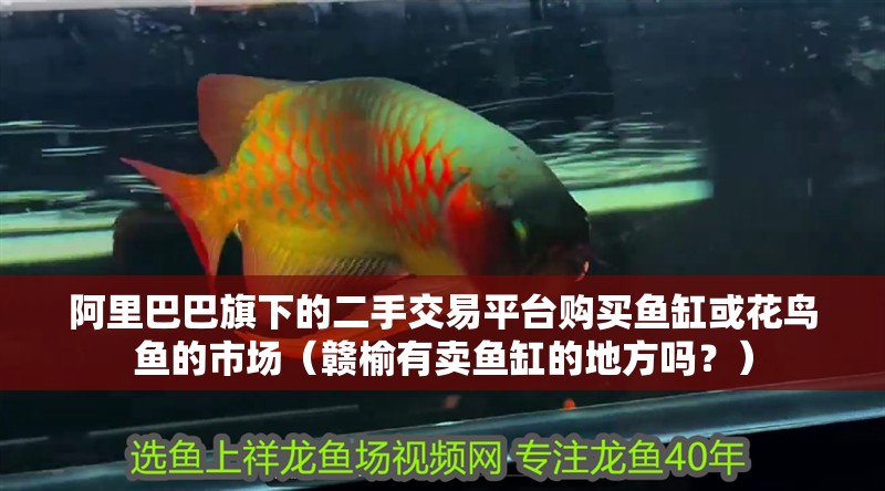 阿里巴巴旗下的二手交易平臺(tái)購(gòu)買(mǎi)魚(yú)缸或花鳥(niǎo)魚(yú)的市場(chǎng)（贛榆有賣(mài)魚(yú)缸的地方嗎？）