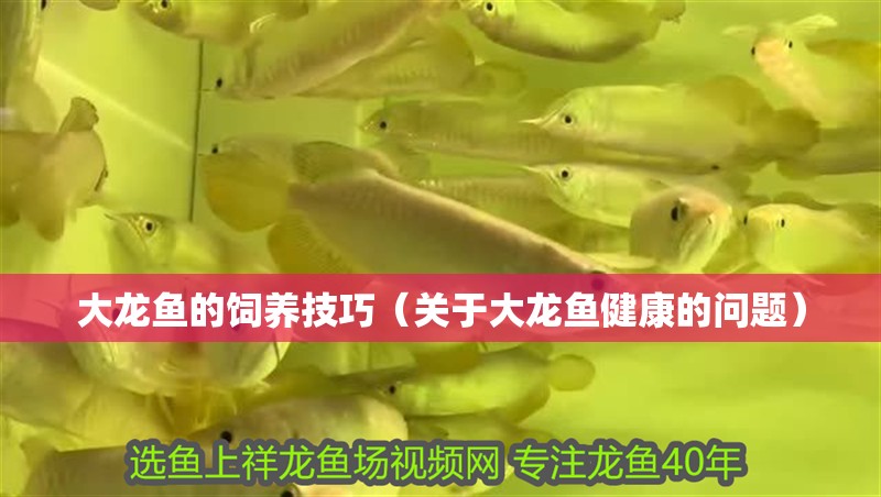 大龍魚的飼養(yǎng)技巧（關(guān)于大龍魚健康的問題）