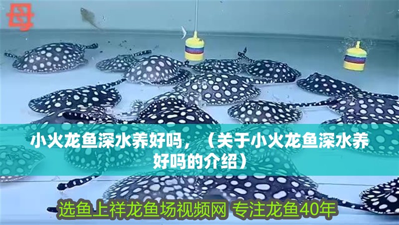 小火龍魚深水養好嗎，（關于小火龍魚深水養好嗎的介紹）