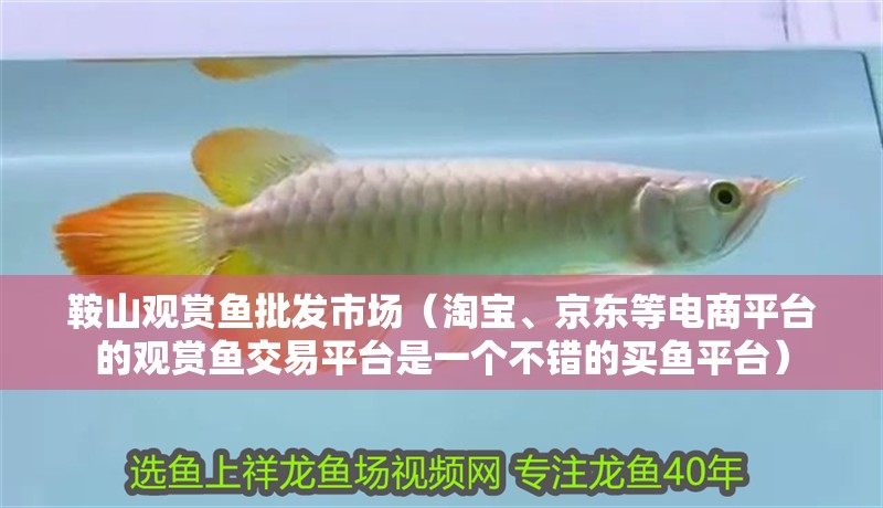 鞍山觀賞魚批發(fā)市場（淘寶、京東等電商平臺的觀賞魚交易平臺是一個不錯的買魚平臺）