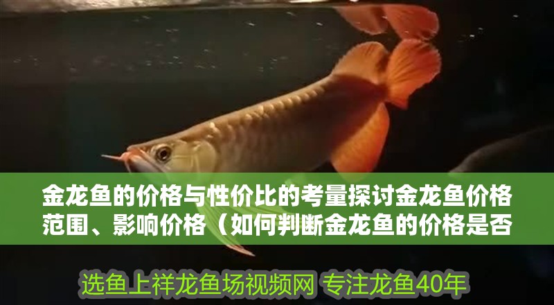 金龍魚的價(jià)格與性價(jià)比的考量探討金龍魚價(jià)格范圍、影響價(jià)格（如何判斷金龍魚的價(jià)格是否物有所值）