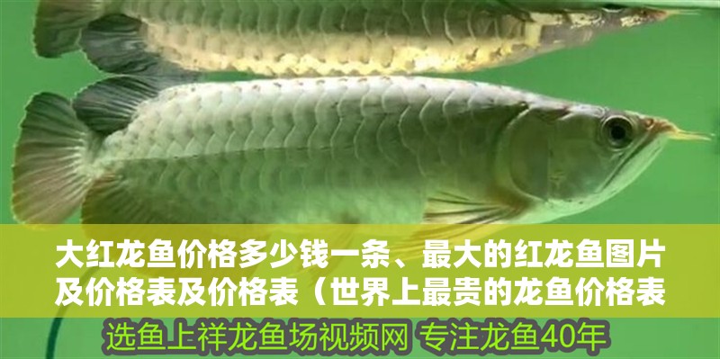大紅龍魚價(jià)格多少錢一條、最大的紅龍魚圖片及價(jià)格表及價(jià)格表（世界上最貴的龍魚價(jià)格表）