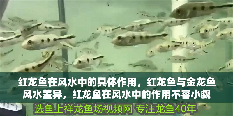 紅龍魚在風水中的具體作用，紅龍魚與金龍魚風水差異，紅龍魚在風水中的作用不容小覷
