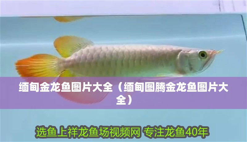 緬甸金龍魚圖片大全（緬甸圖騰金龍魚圖片大全）
