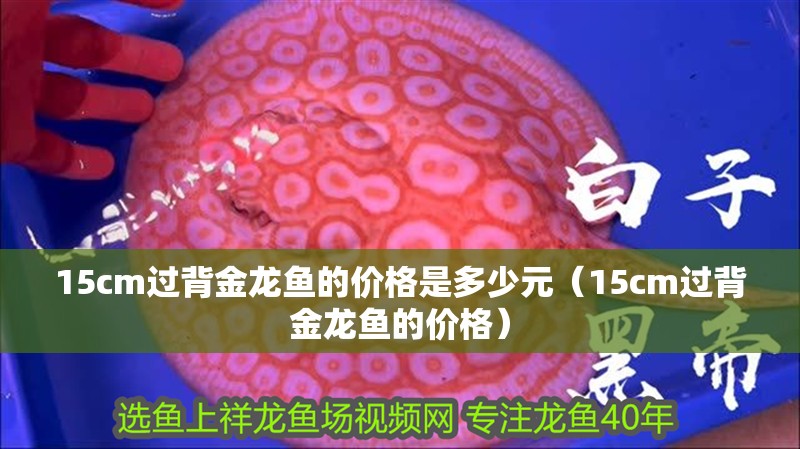 紅龍魚用黃燈烤有用嗎 15cm過背金龍魚的價格是多少元(15cm過背金龍魚的價格) 觀賞魚百科 15cm過背金龍魚的價格是多少元(15cm過背金龍魚的價格) 15cm過背金龍魚的價格是多少元(15cm過背金龍魚的價格) 觀賞魚百科