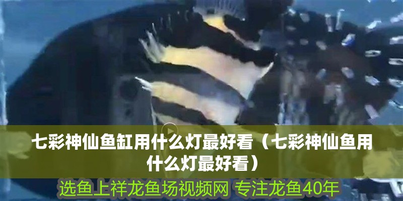 七彩神仙魚缸用什么燈最好看（七彩神仙魚用什么燈最好看）
