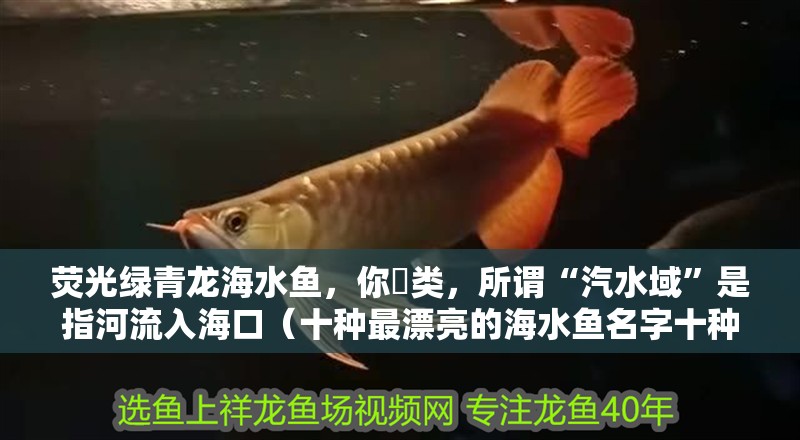 熒光綠青龍海水魚，你鲀類，所謂“汽水域”是指河流入海口（十種最漂亮的海水魚名字十種最漂亮的海水魚名字十種最漂亮的海水魚）