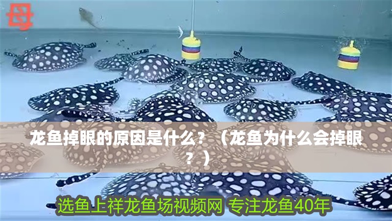 龍魚掉眼的原因是什么？（龍魚為什么會(huì)掉眼？）