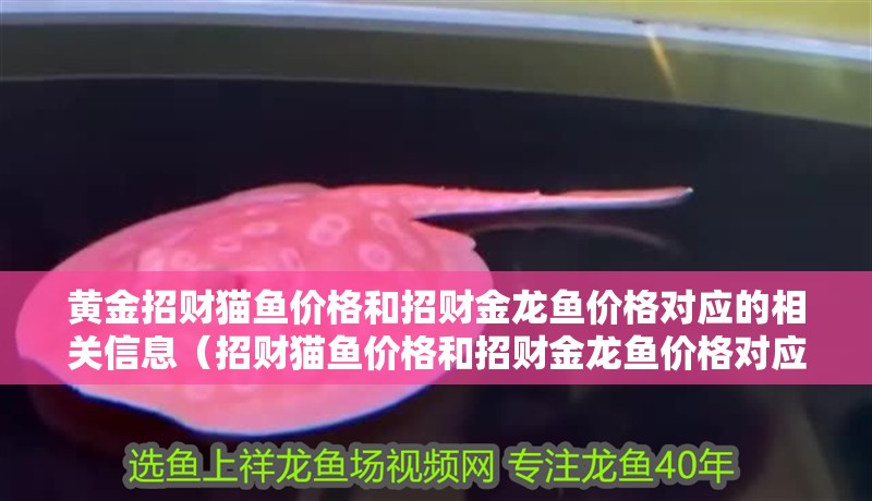 黃金招財貓魚價格和招財金龍魚價格對應的相關(guān)信息（招財貓魚價格和招財金龍魚價格對應的相關(guān)信息）
