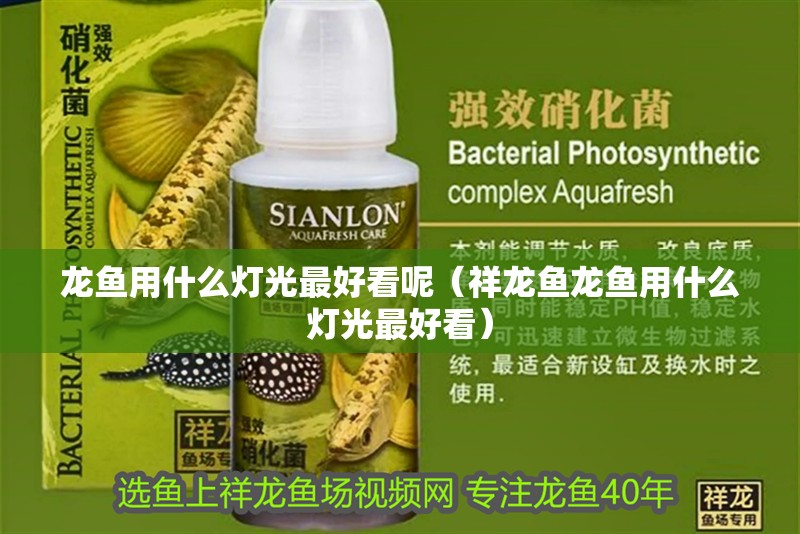 龍魚用什么燈光最好看呢（祥龍魚龍魚用什么燈光最好看）