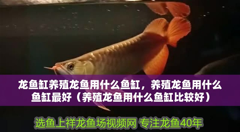 龍魚缸養殖龍魚用什么魚缸，養殖龍魚用什么魚缸最好（養殖龍魚用什么魚缸比較好）