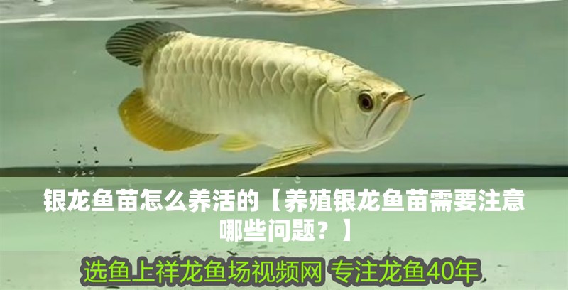 銀龍魚苗怎么養活的【養殖銀龍魚苗需要注意哪些問題？】