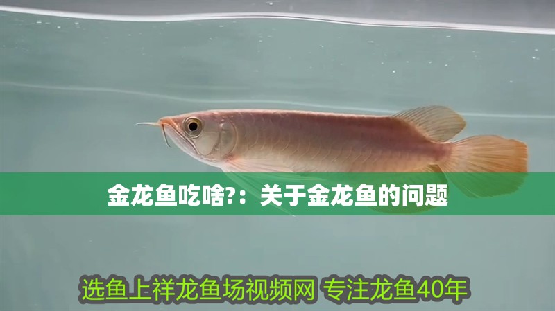 金龍魚吃啥?：關于金龍魚的問題