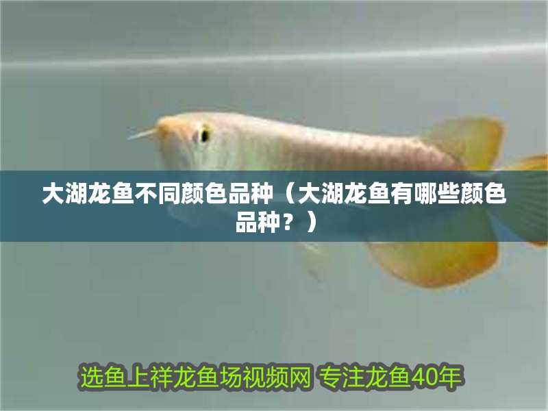 大湖龍魚不同顏色品種（大湖龍魚有哪些顏色品種？）