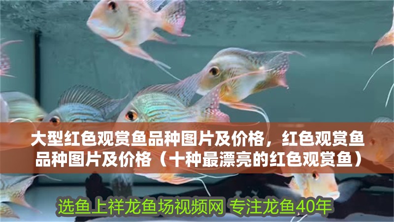 大型紅色觀賞魚品種圖片及價(jià)格，紅色觀賞魚品種圖片及價(jià)格（十種最漂亮的紅色觀賞魚）