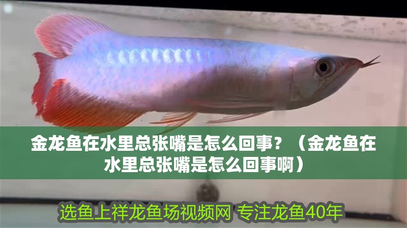 金龍魚在水里總張嘴是怎么回事？（金龍魚在水里總張嘴是怎么回事啊）