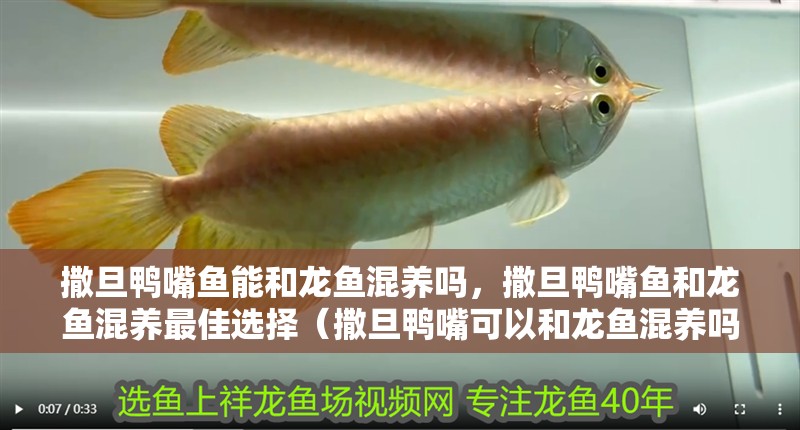 撒旦鴨嘴魚能和龍魚混養(yǎng)嗎，撒旦鴨嘴魚和龍魚混養(yǎng)最佳選擇（撒旦鴨嘴可以和龍魚混養(yǎng)嗎？）