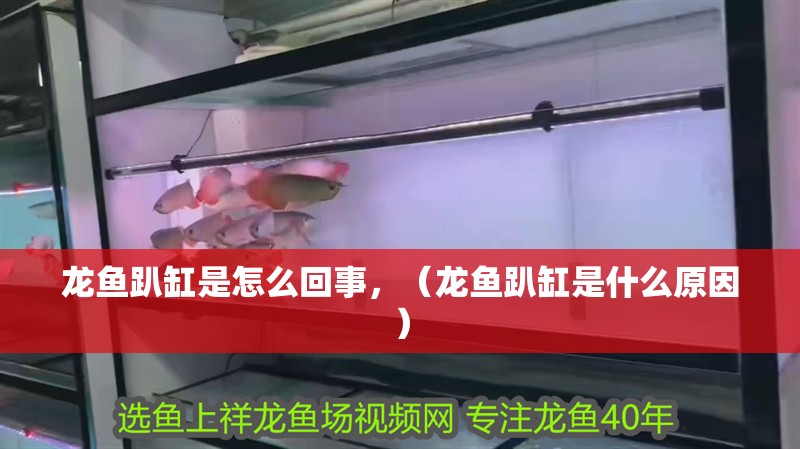 龍魚趴缸是怎么回事，（龍魚趴缸是什么原因）