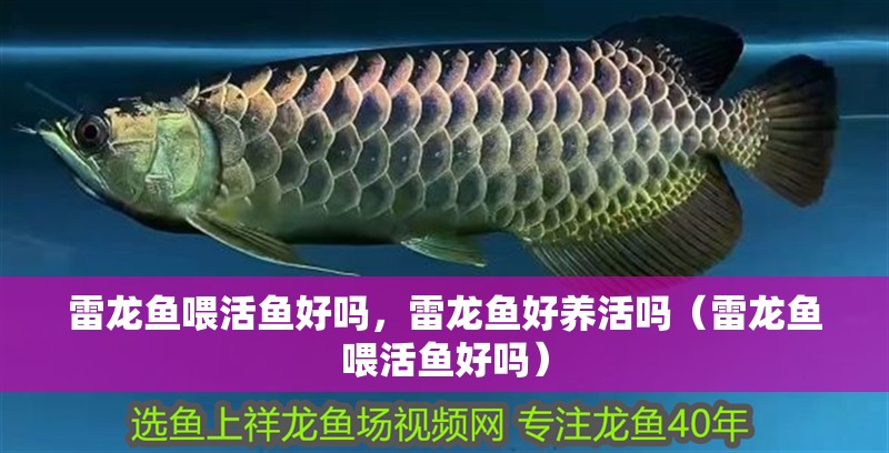 雷龍魚喂活魚好嗎，雷龍魚好養(yǎng)活嗎（雷龍魚喂活魚好嗎）