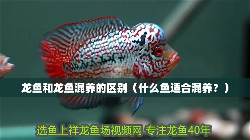 龍魚和龍魚混養的區別（什么魚適合混養？）