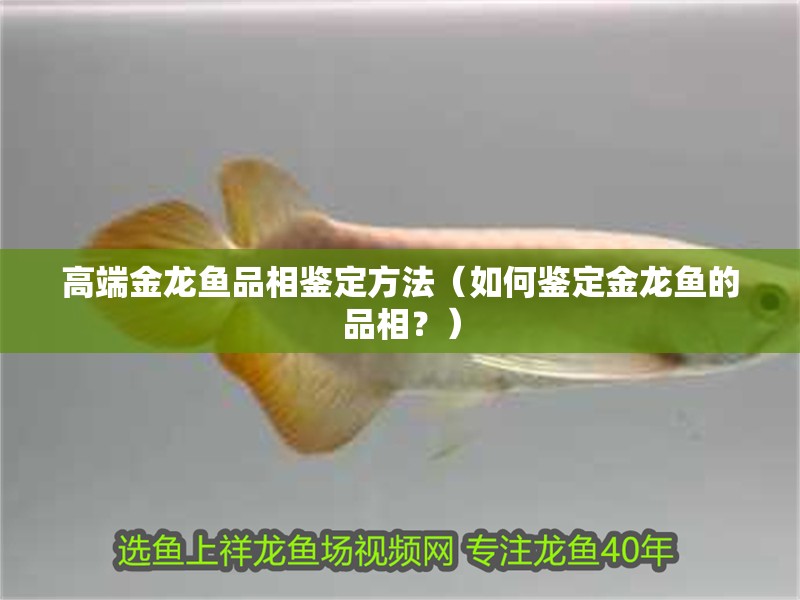高端金龍魚品相鑒定方法（如何鑒定金龍魚的品相？）