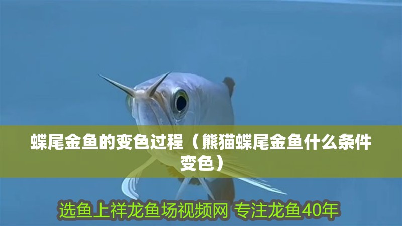 蝶尾金魚的變色過程（熊貓蝶尾金魚什么條件變色）
