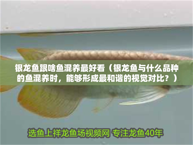 銀龍魚跟啥魚混養最好看（銀龍魚與什么品種的魚混養時，能夠形成最和諧的視覺對比？）