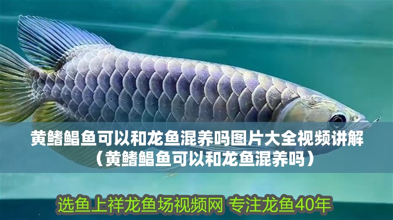 黃鰭鯧魚可以和龍魚混養(yǎng)嗎圖片大全視頻講解（黃鰭鯧魚可以和龍魚混養(yǎng)嗎）