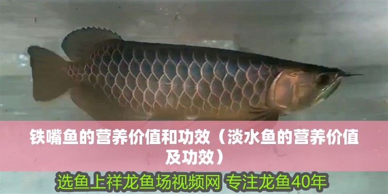 鐵嘴魚的營(yíng)養(yǎng)價(jià)值和功效（淡水魚的營(yíng)養(yǎng)價(jià)值及功效）