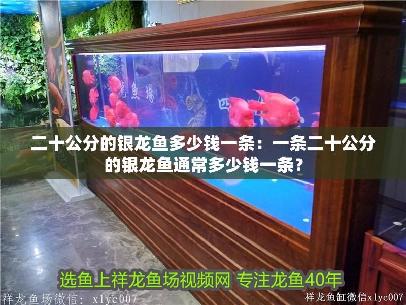 二十公分的銀龍魚多少錢一條：一條二十公分的銀龍魚通常多少錢一條？